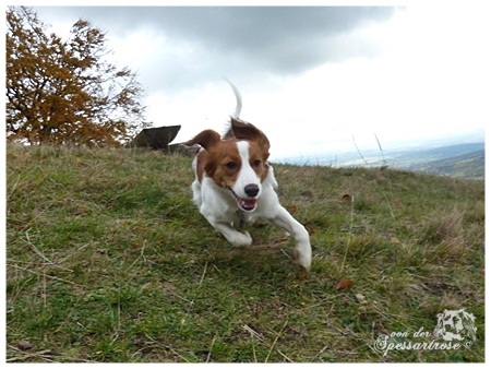 Kooikerhondje von der Spessartrose