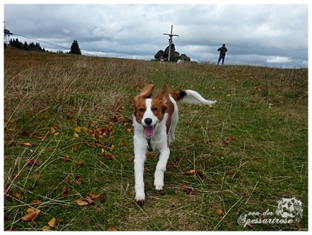 Kooikerhondje von der Spessartrose