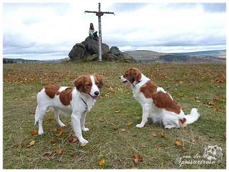 Kooikerhondje von der Spessartrose