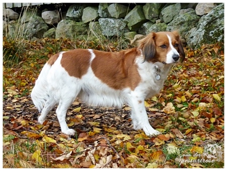 Kooikerhondje von der Spessartrose