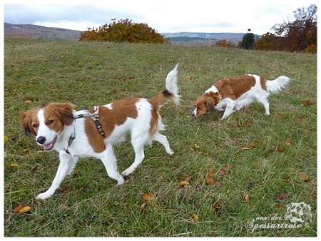 Kooikerhondje von der Spessartrose