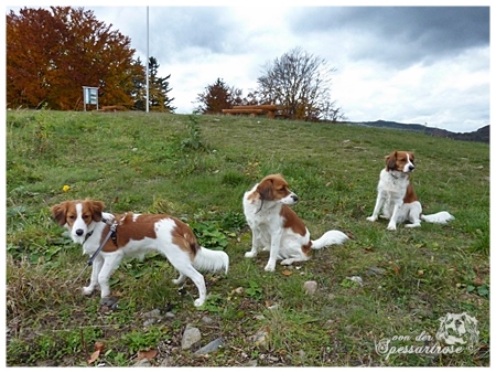 Kooikerhondje von der Spessartrose