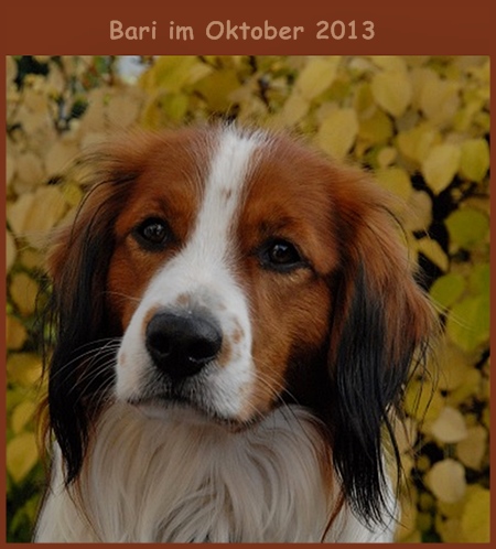 Kooikerhondje von der Spessartrose