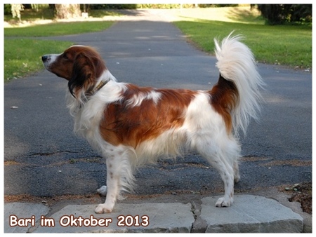 Kooikerhondje von der Spessartrose