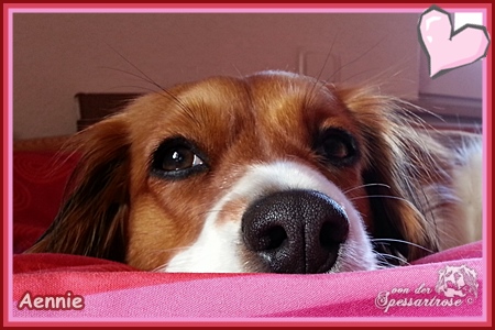 Kooikerhondje von der Spessartrose