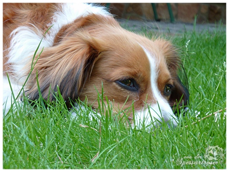 Kooikerhondje von der Spessartrose