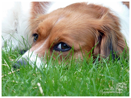 Kooikerhondje von der Spessartrose