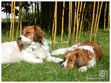 Kooikerhondje von der Spessartrose