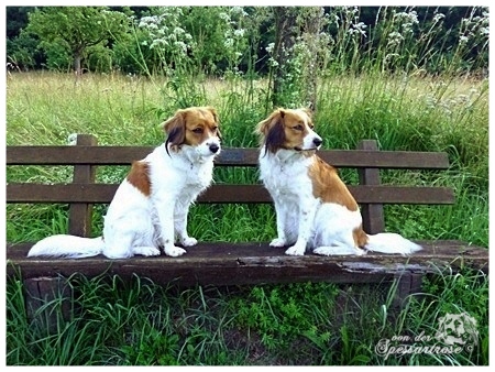 Kooikerhondje von der Spessartrose