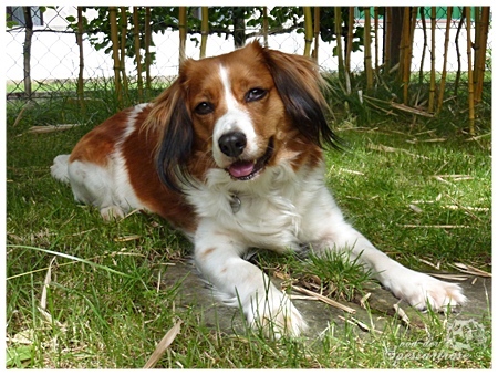 Kooikerhondje von der Spessartrose