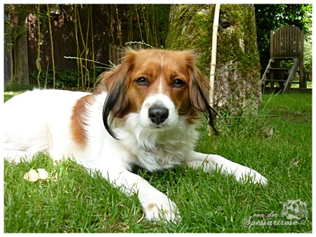 Kooikerhondje von der Spessartrose