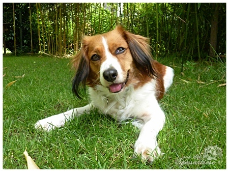 Kooikerhondje von der Spessartrose