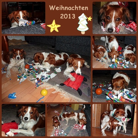 Kooikerhondje von der Spessartrose