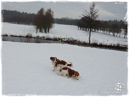 Kooikerhondje von der Spessartrose