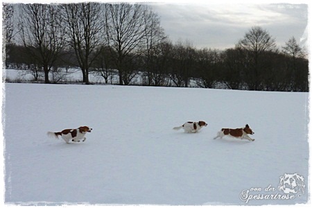 Kooikerhondje von der Spessartrose