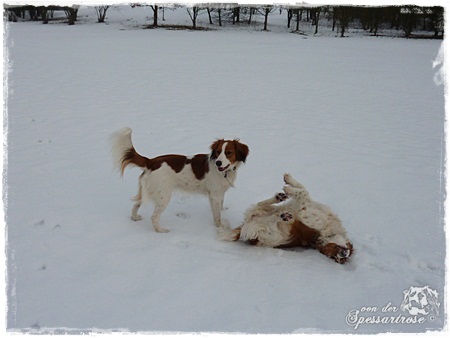 Kooikerhondje von der Spessartrose