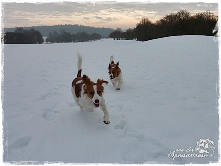 Kooikerhondje von der Spessartrose