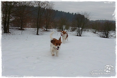 Kooikerhondje von der Spessartrose