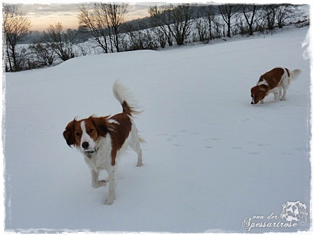 Kooikerhondje von der Spessartrose