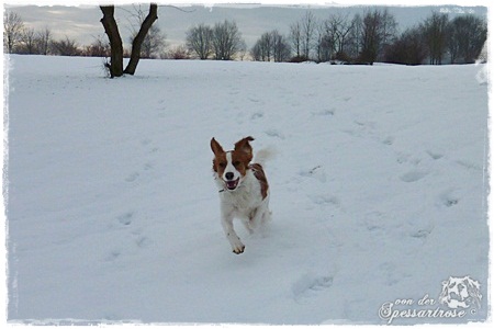 Kooikerhondje von der Spessartrose