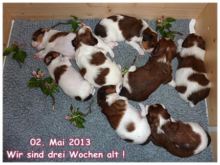 Kooikerhondje von der Spessartrose