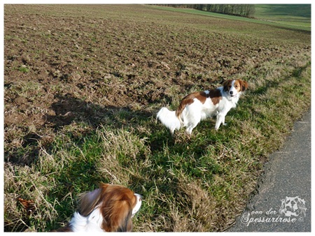 Kooikerhondje von der Spessartrose