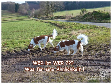 Kooikerhondje von der Spessartrose