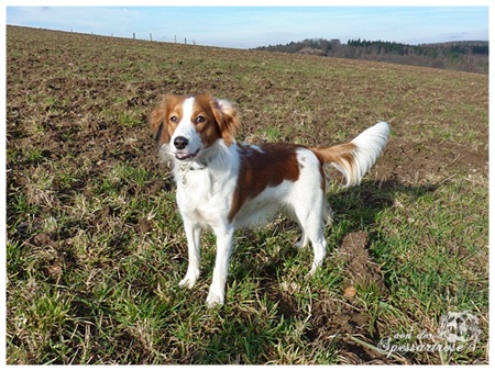 Kooikerhondje von der Spessartrose