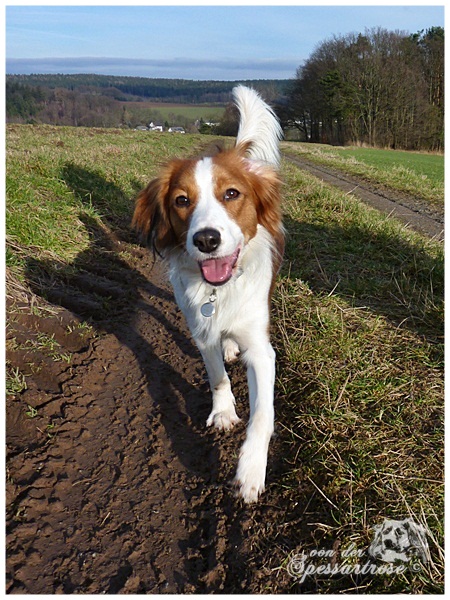 Kooikerhondje von der Spessartrose