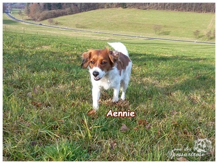 Kooikerhondje von der Spessartrose