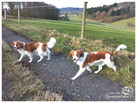 Kooikerhondje von der Spessartrose