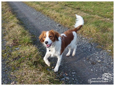 Kooikerhondje von der Spessartrose