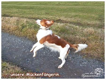 Kooikerhondje von der Spessartrose