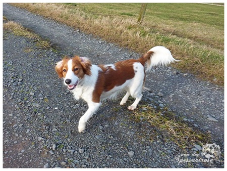 Kooikerhondje von der Spessartrose