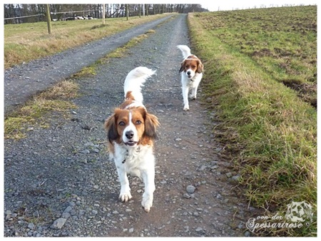 Kooikerhondje von der Spessartrose