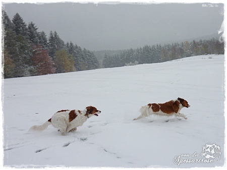 Kooikerhondje von der Spessartrose