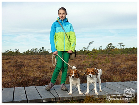 Kooikerhondje von der Spessartrose