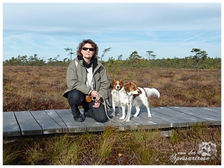 Kooikerhondje von der Spessartrose