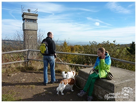 Kooikerhondje von der Spessartrose