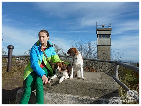 Kooikerhondje von der Spessartrose