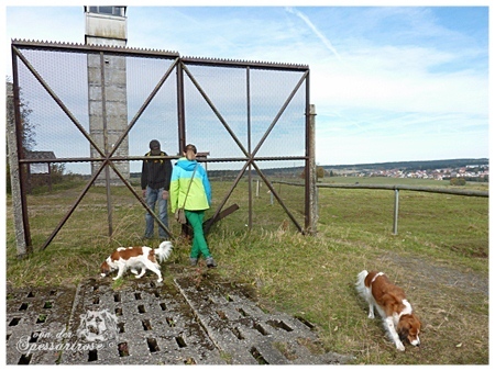 Kooikerhondje von der Spessartrose