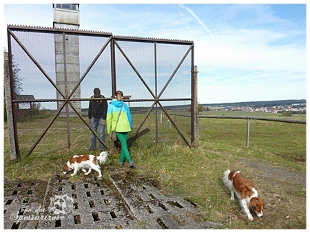 Kooikerhondje von der Spessartrose