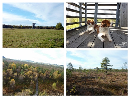 Kooikerhondje von der Spessartrose