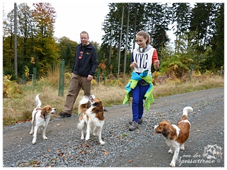 Kooikerhondje von der Spessartrose