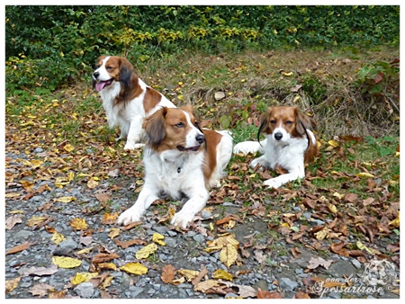 Kooikerhondje von der Spessartrose