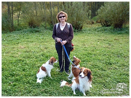 Kooikerhondje von der Spessartrose