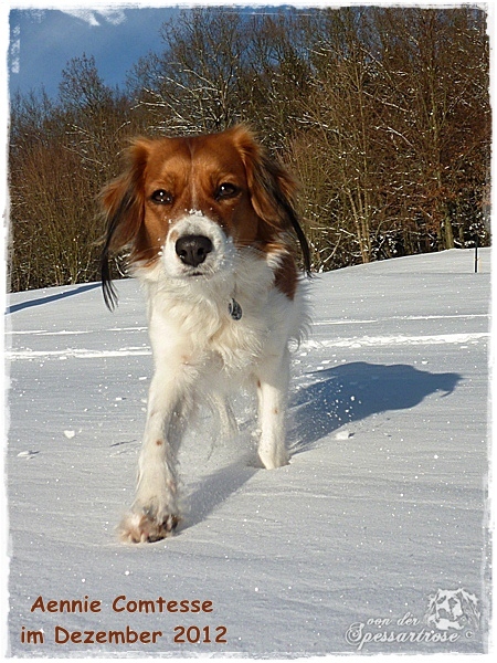 Aennie Comtesse von der Spessartrose