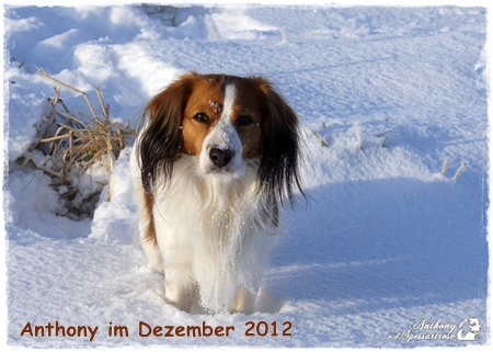 Kooikerhondje von der Spessartrose