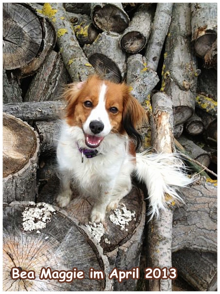 Kooikerhondje von der Spessartrose