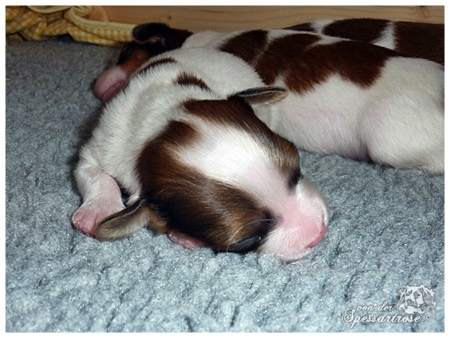 Kooikerhondje von der Spessartrose